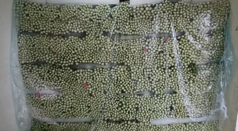河南芹菜万亩基地西芹，60公分以上一手货源产地直发