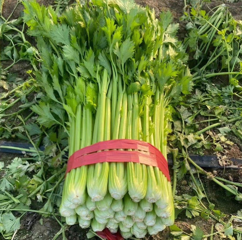 河南芹菜万亩基地西芹，60公分以上一手货源产地直发