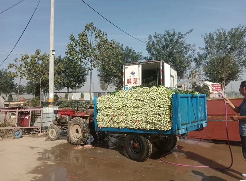 河南芹菜万亩基地西芹，60公分以上一手货源产地直发