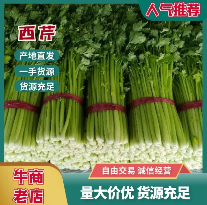 河南芹菜万亩基地西芹，60公分以上一手货源产地直发