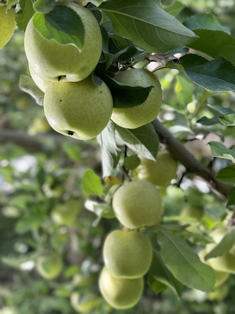 精品苹果王林苹果货源充足量大从优质量保证欢迎咨询