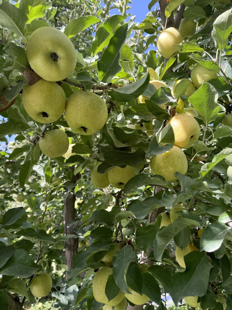 精品苹果王林苹果货源充足量大从优质量保证欢迎咨询