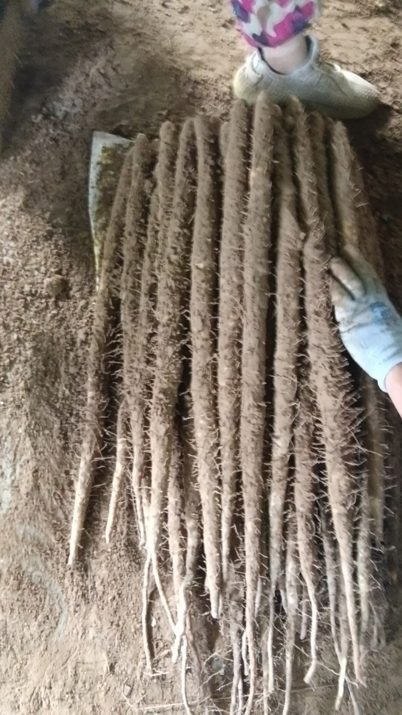 精品小白嘴山药，纯沙土地无污染山药温州路