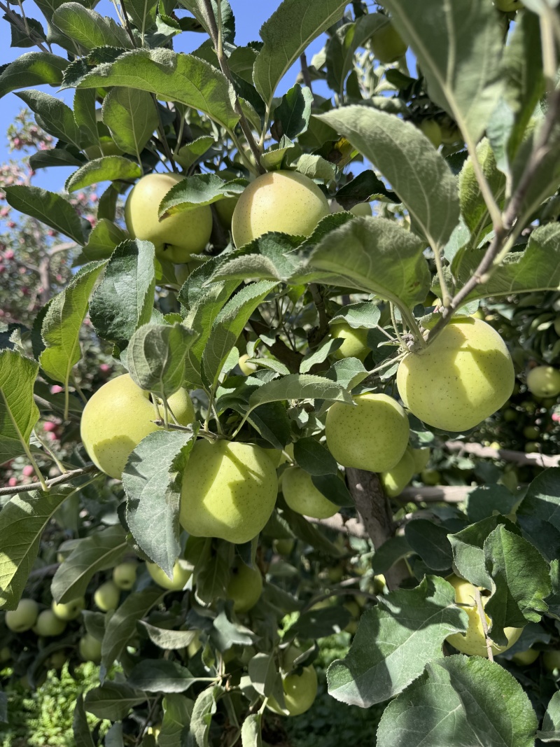精品苹果王林苹果货源充足量大从优质量保证欢迎咨询