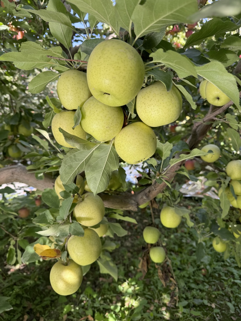 精品苹果王林苹果货源充足量大从优质量保证欢迎咨询