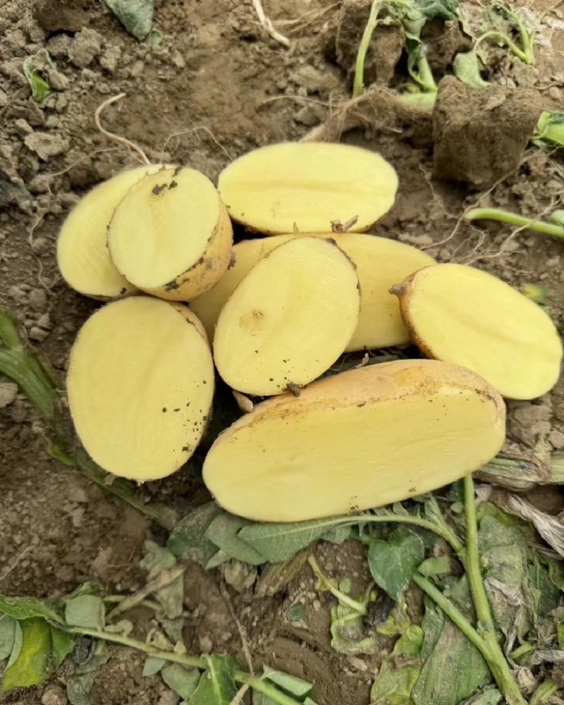 河南黄心土豆白心土豆基地直供质量保证二三两起到通天