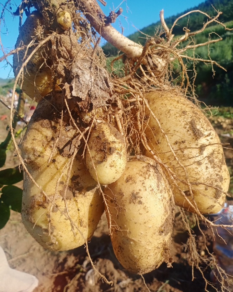 河南黄心土豆白心土豆基地直供质量保证二三两起到通天