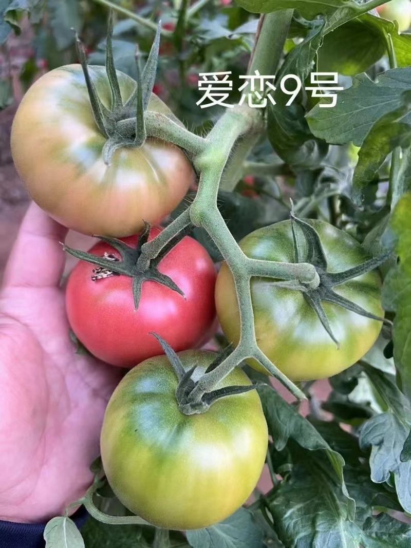 番茄苗千禧番茄草莓番茄苗圣女果番茄苗爱恋9号苗