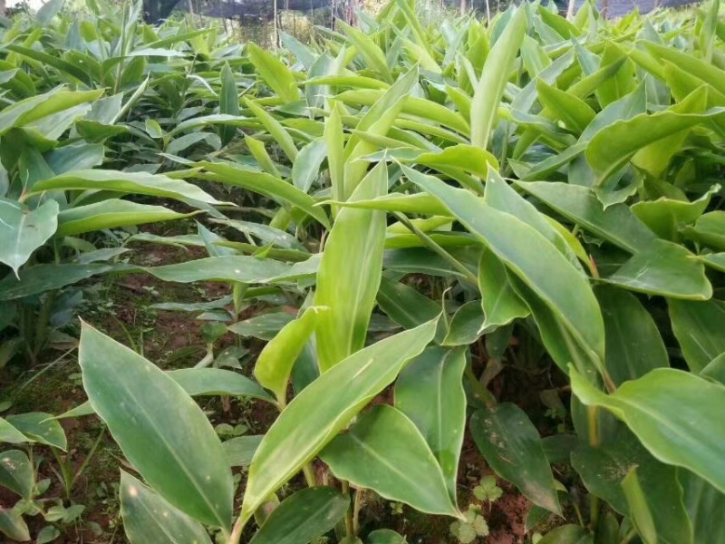 砂仁苗，