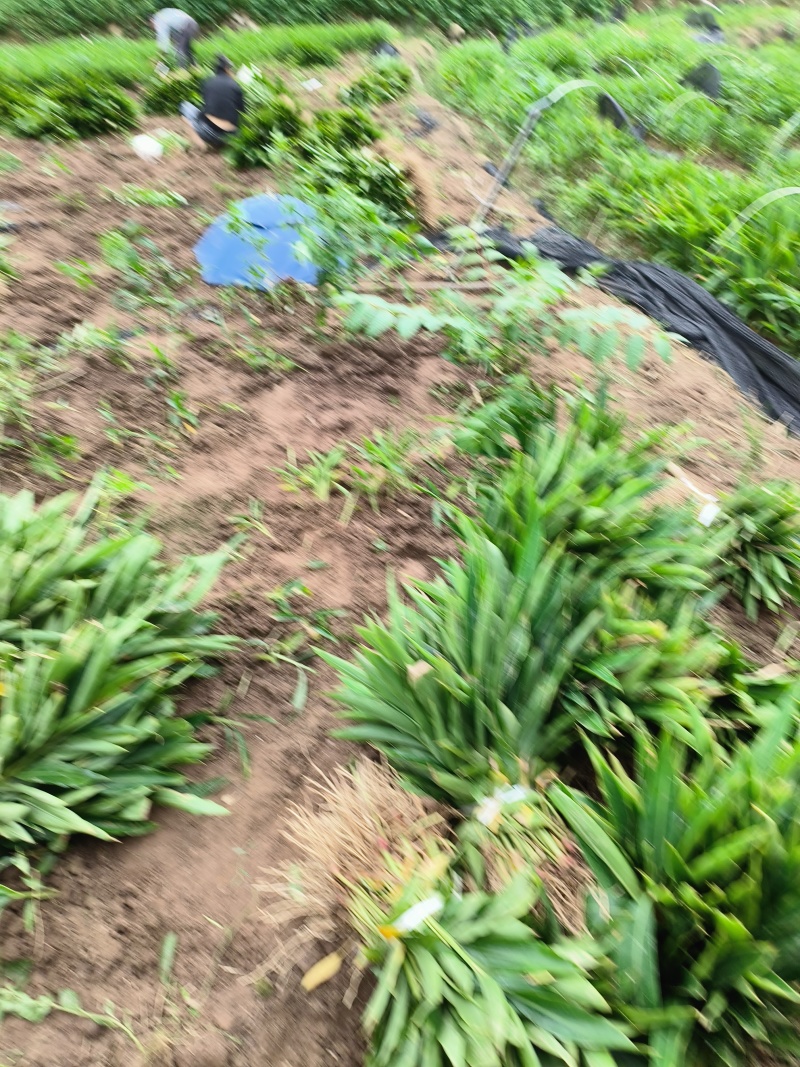 砂仁苗，
