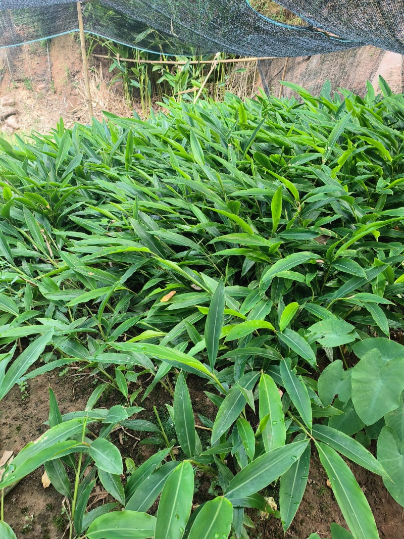 砂仁苗，