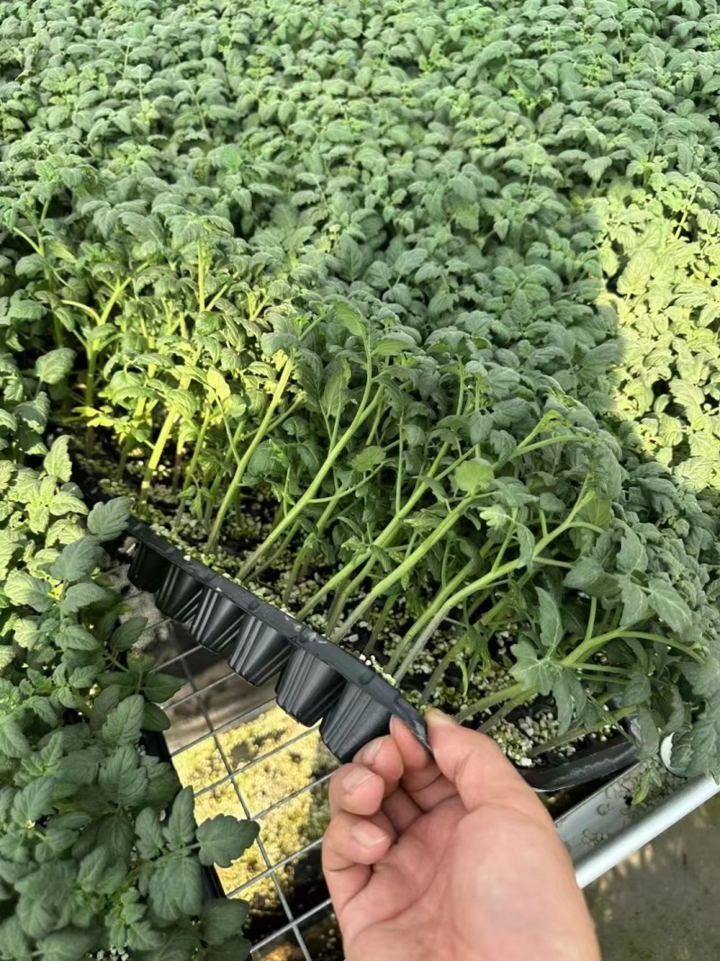 番茄苗千禧番茄草莓番茄苗圣女果番茄苗爱恋9号苗