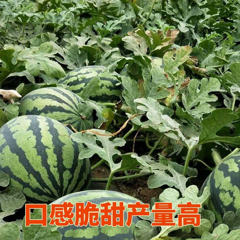 科乐美都西瓜种子孑早熟红瓤比8424耐裂糖度高籽少