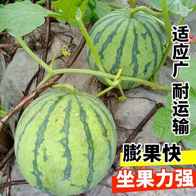 科乐美都西瓜种子孑早熟红瓤比8424耐裂糖度高籽少