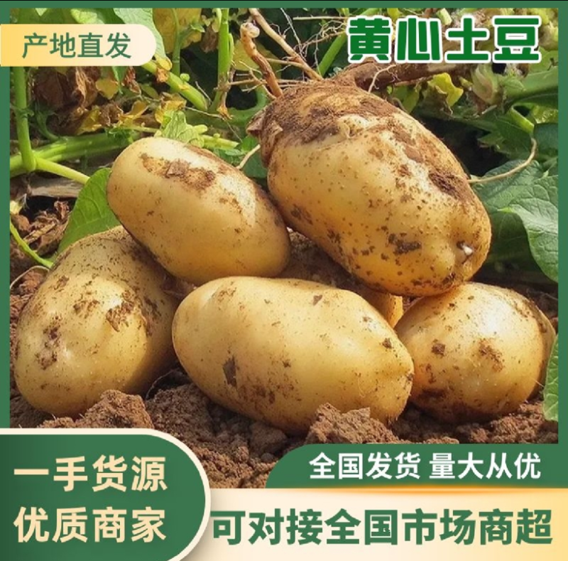 河南黄心土豆白心土豆基地直供质量保证二三两起到通天