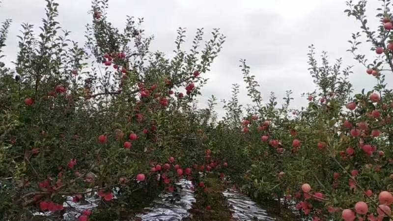甘肃富士苹果刚上市