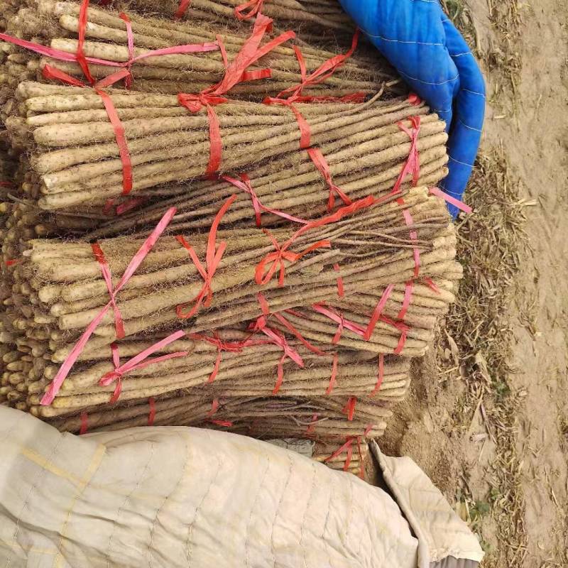 铁棍山药