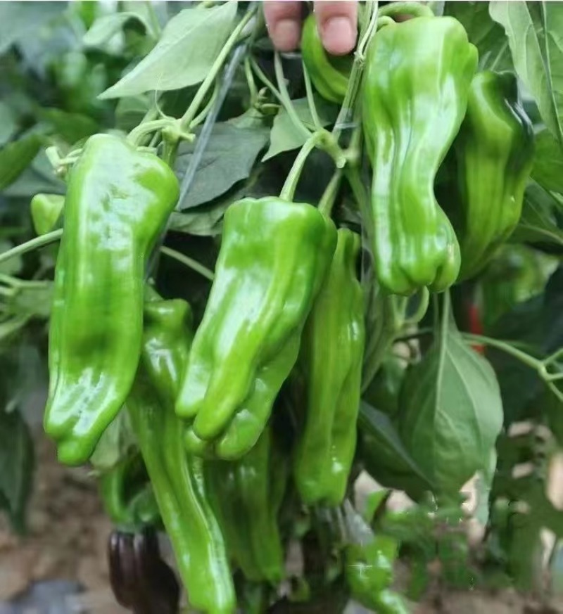 螺丝椒苗线椒苗杭椒苗方椒苗尖椒牛角椒