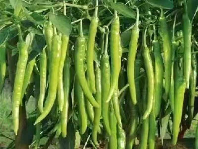 螺丝椒苗线椒苗杭椒苗方椒苗尖椒牛角椒