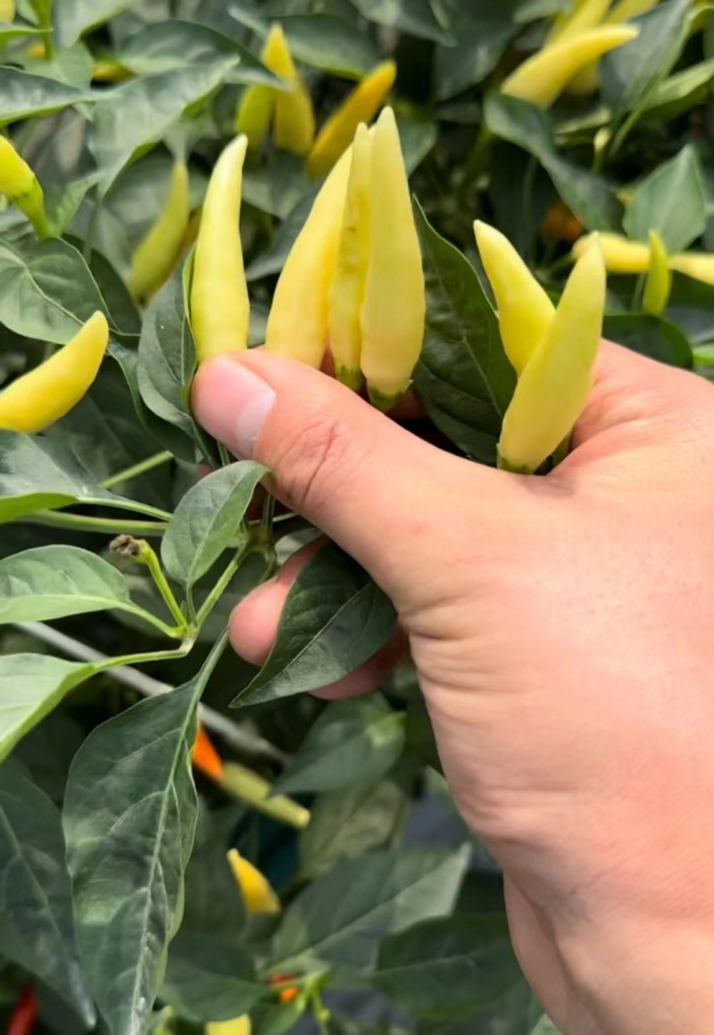螺丝椒苗线椒苗杭椒苗方椒苗尖椒牛角椒