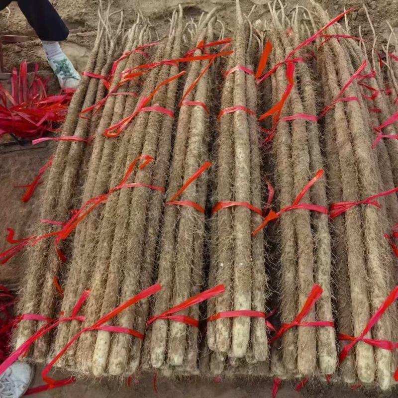 灵宝铁棍山药量特别大