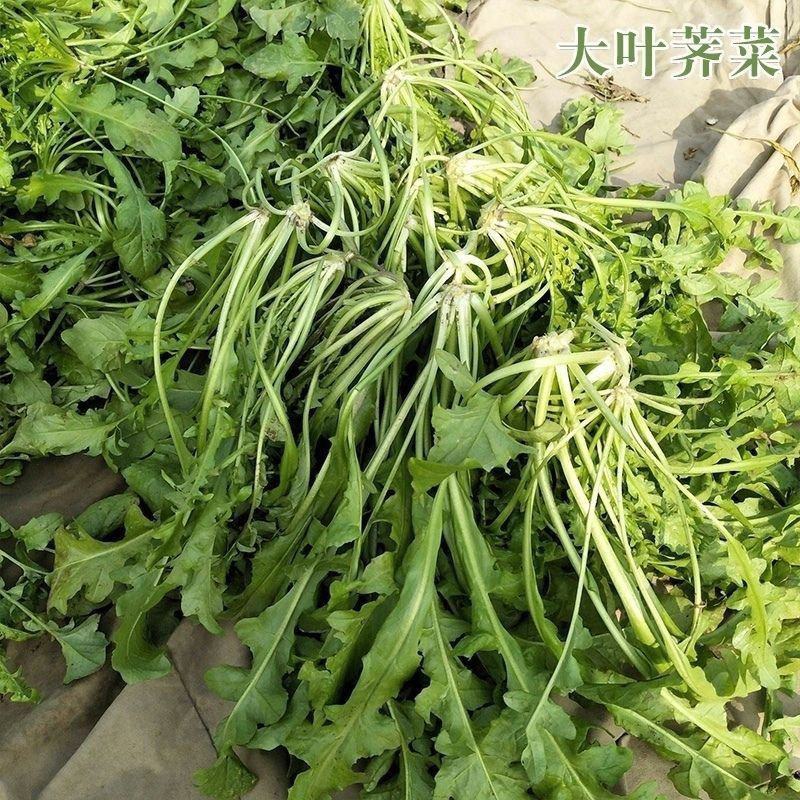 天禧大叶荠菜种子种籽好优质高产耐热抗寒商品性佳