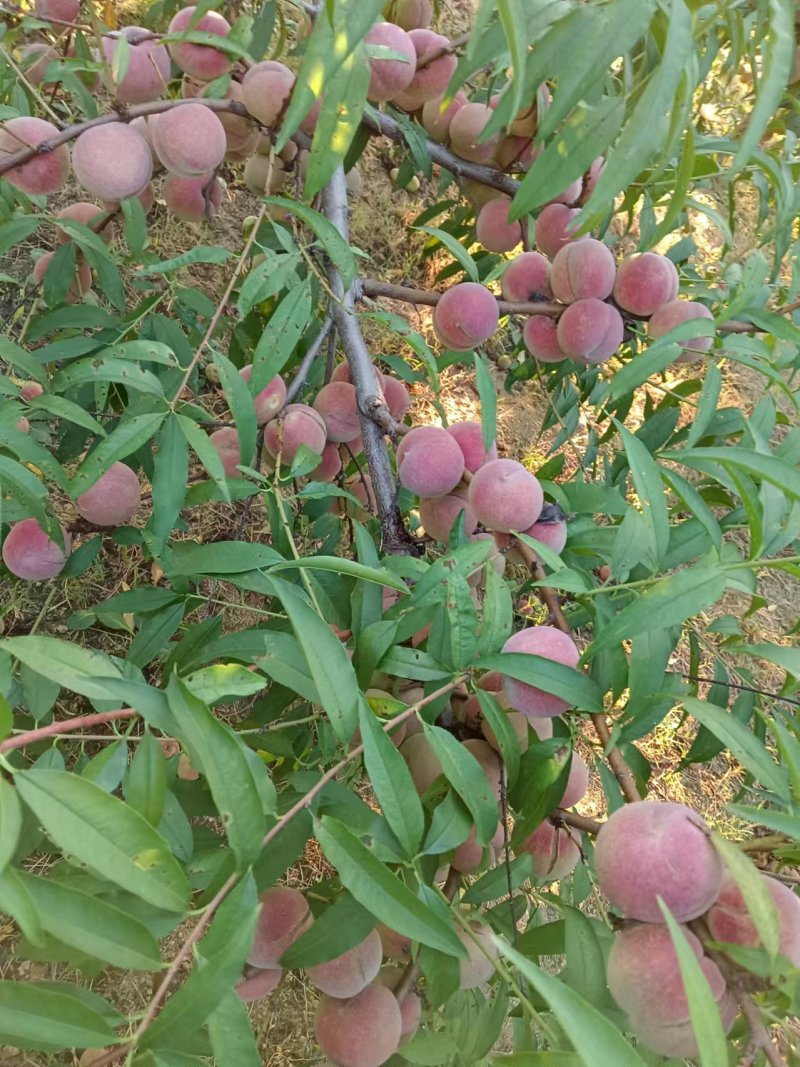 全红冬桃