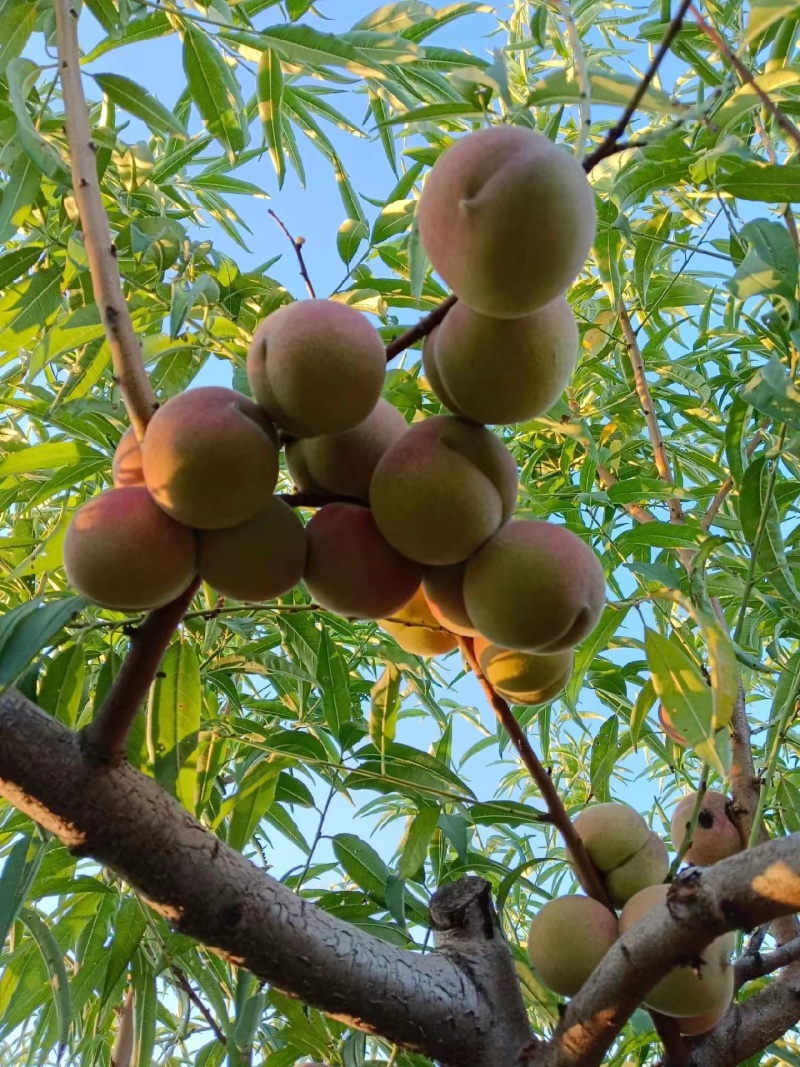 全红冬桃