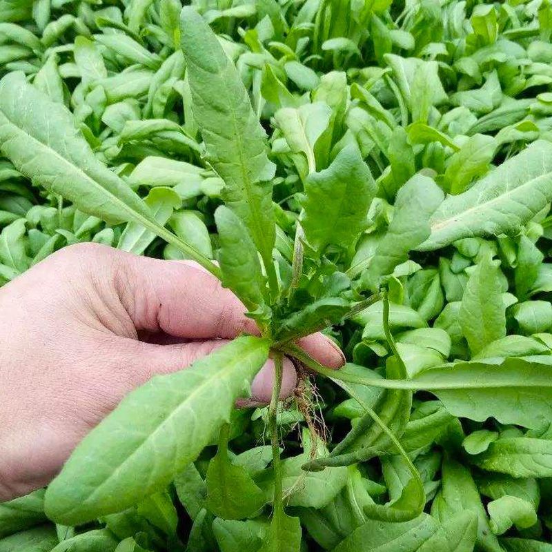 天禧大叶荠菜种子种籽好优质高产耐热抗寒商品性佳