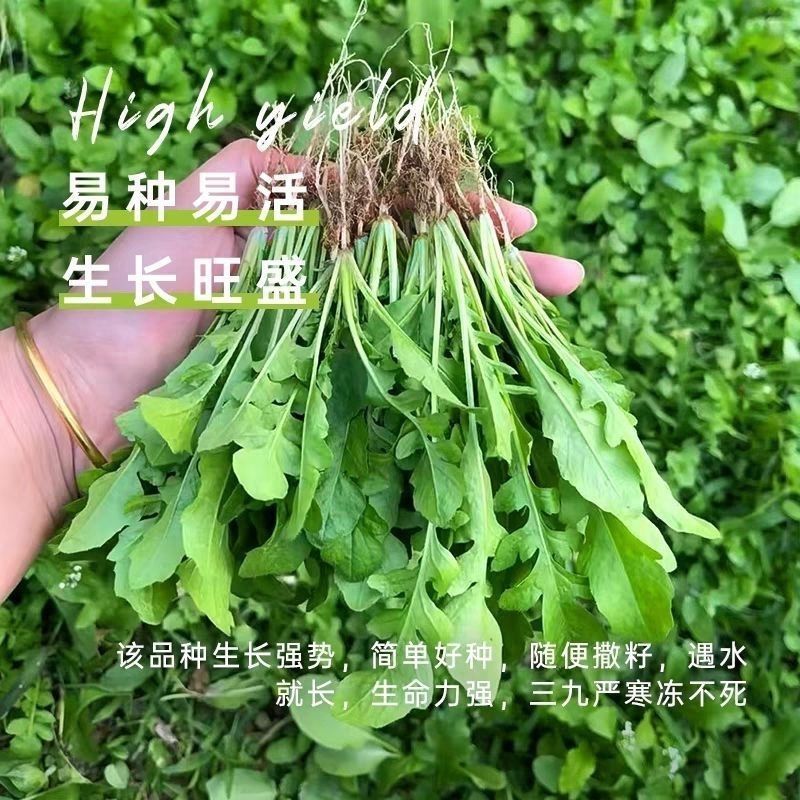 天禧大叶荠菜种子种籽好优质高产耐热抗寒商品性佳