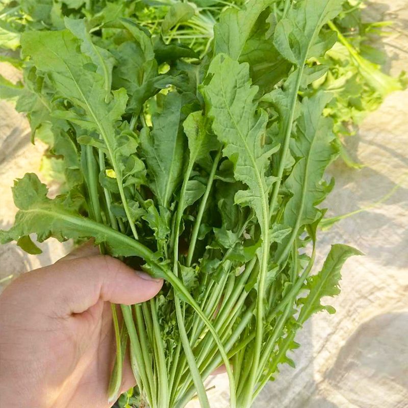 天禧大叶荠菜种子种籽好优质高产耐热抗寒商品性佳