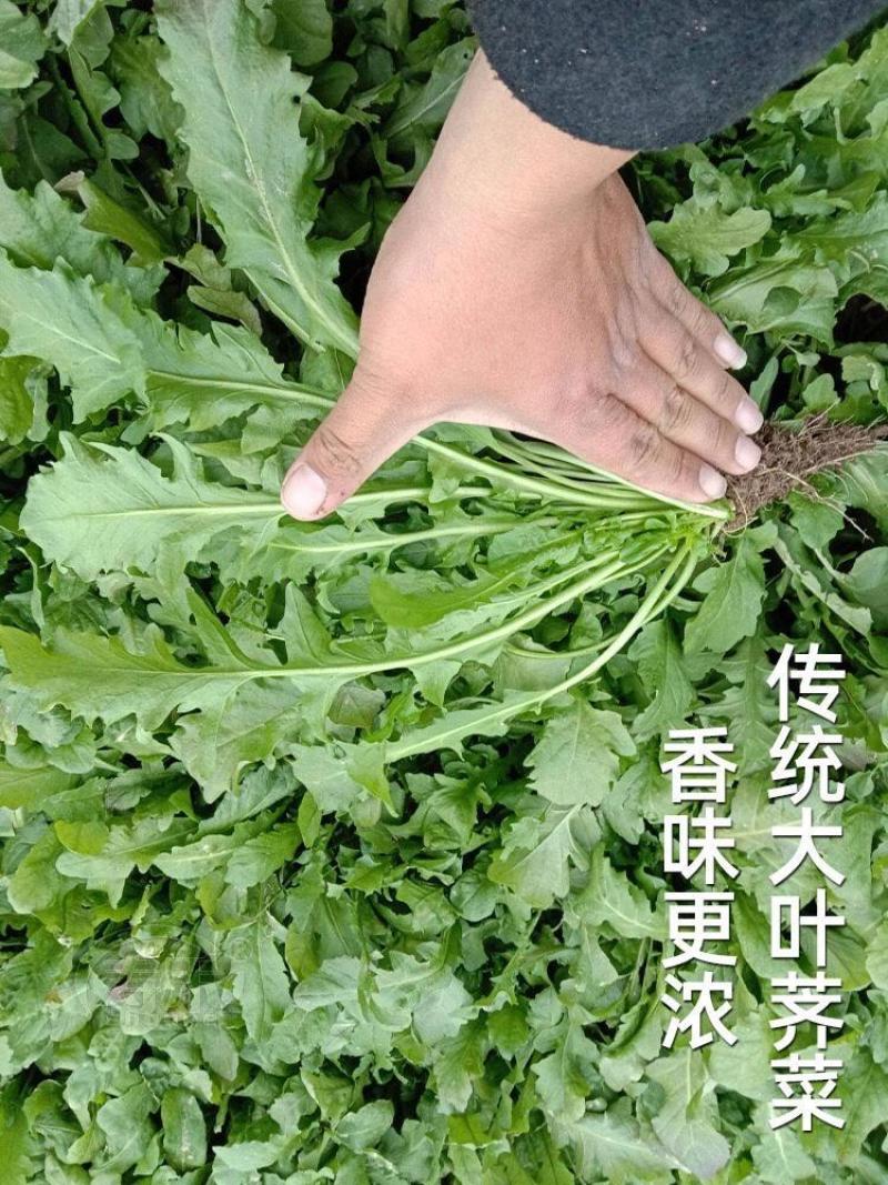 天禧大叶荠菜种子种籽好优质高产耐热抗寒商品性佳