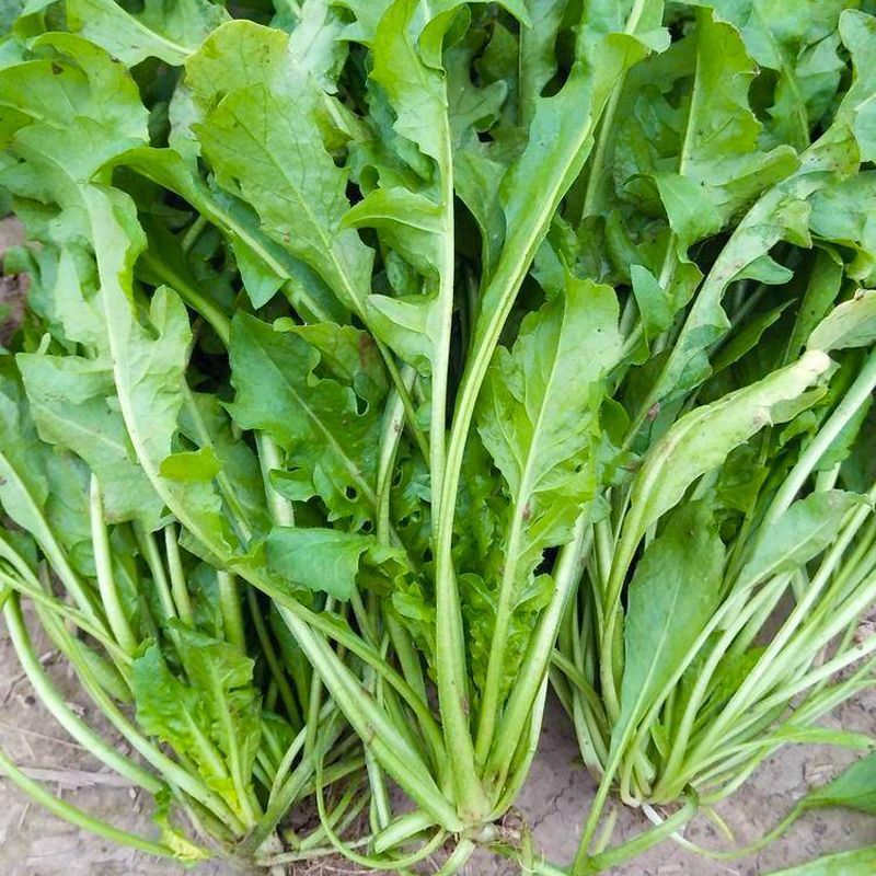 天禧大叶荠菜种子种籽好优质高产耐热抗寒商品性佳