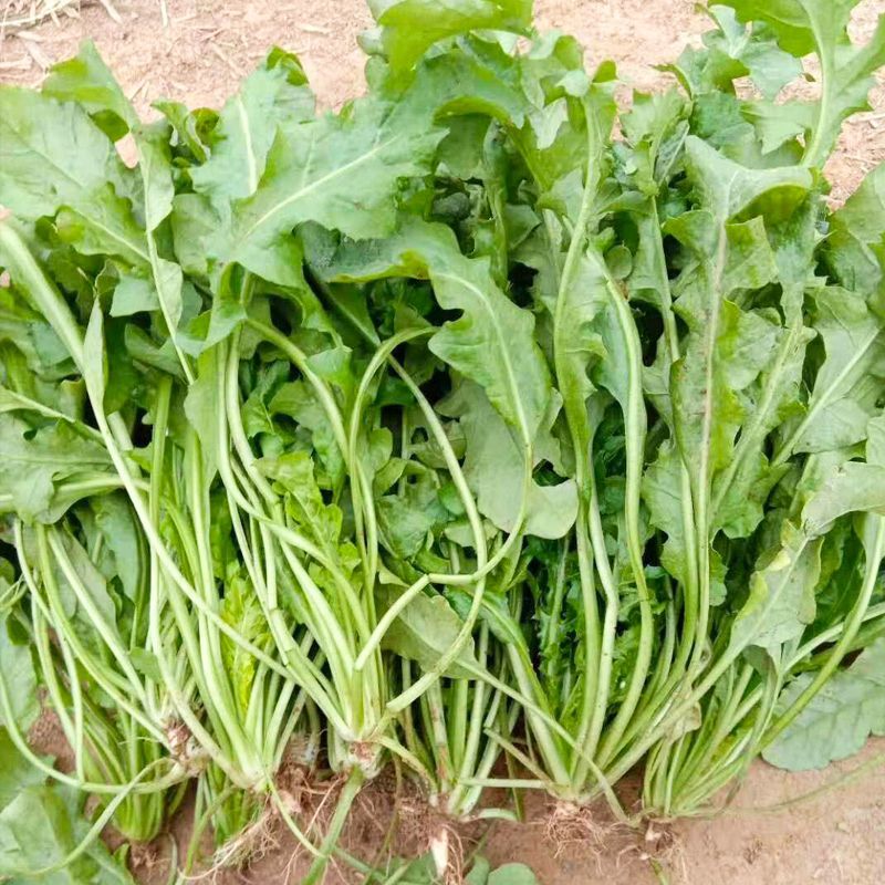 天禧大叶荠菜种子种籽好优质高产耐热抗寒商品性佳
