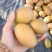 洛宁沙梨，金珠果，晚秋梨。沙梨，，