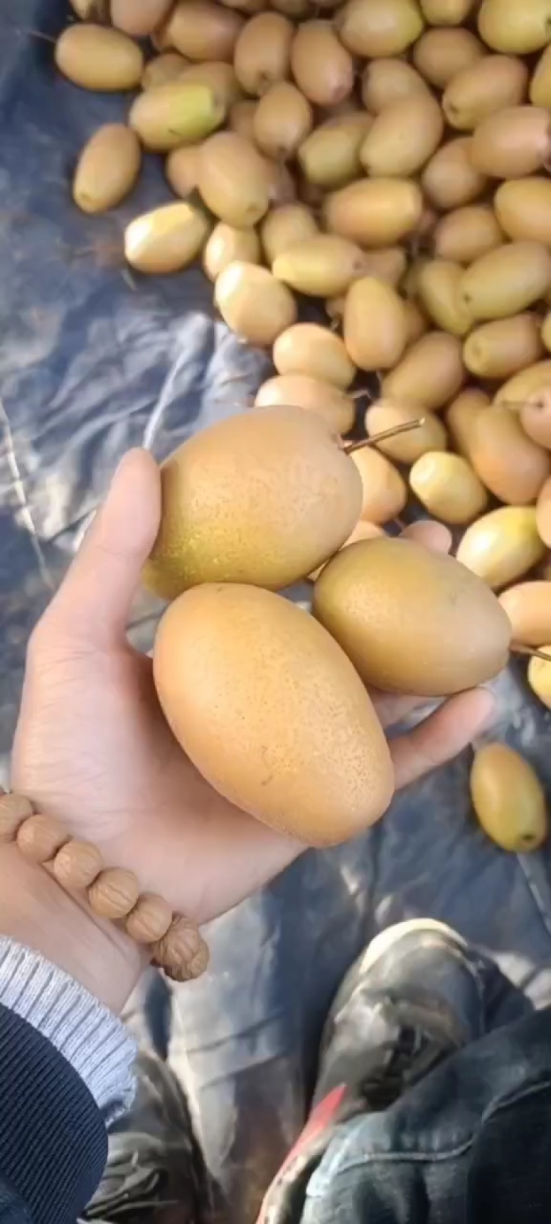 洛宁沙梨，金珠果，晚秋梨。沙梨，，