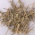 河南伏牛山，野生香薷，干货整株