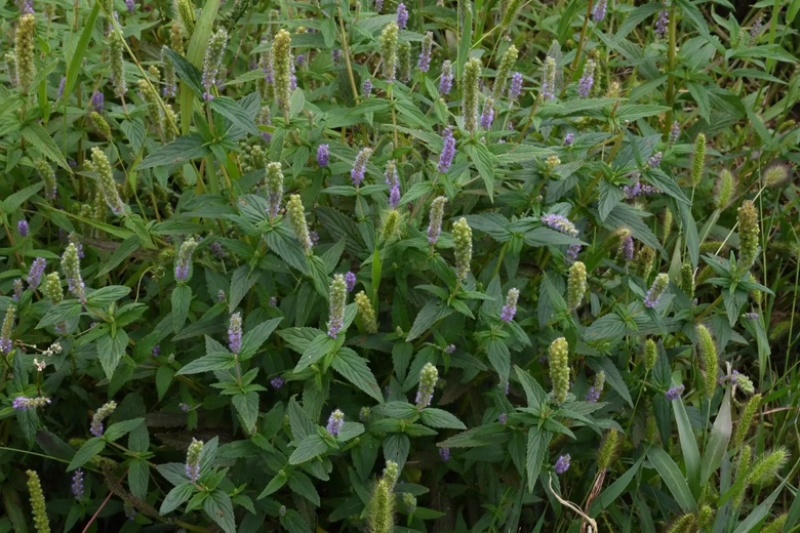 河南伏牛山，野生香薷，干货整株