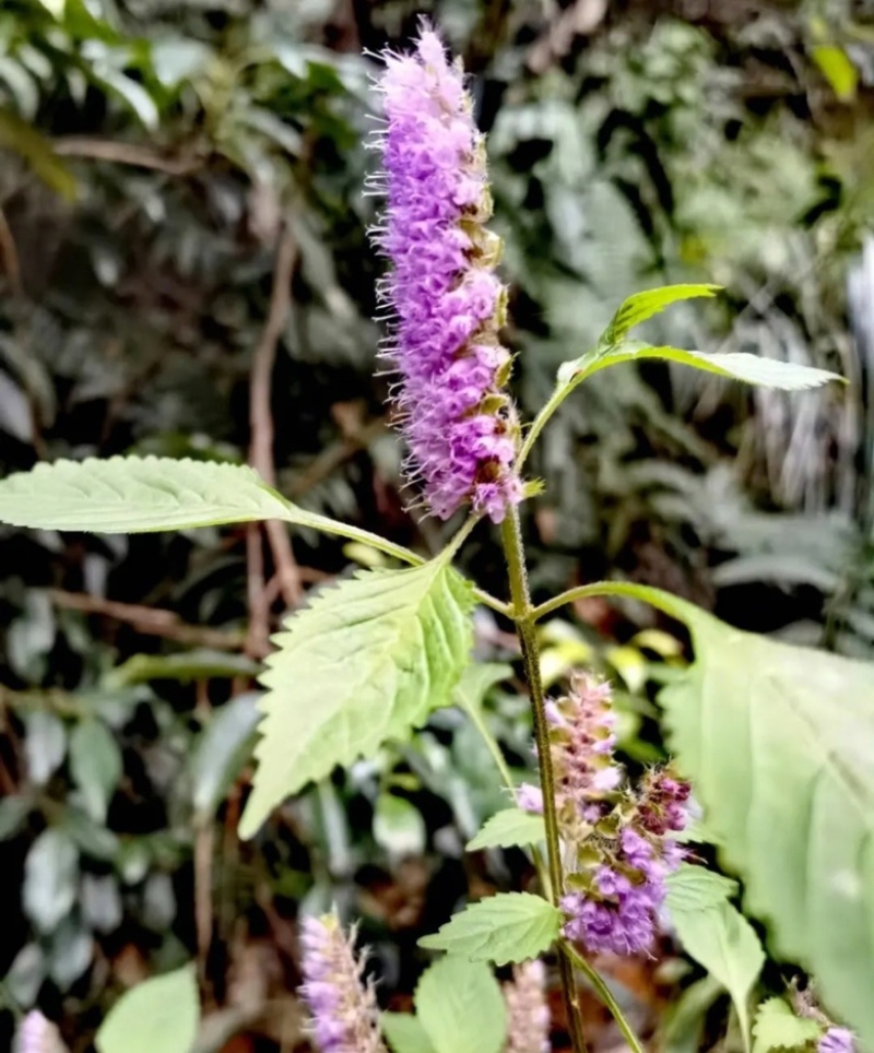 河南伏牛山，野生香薷，干货整株
