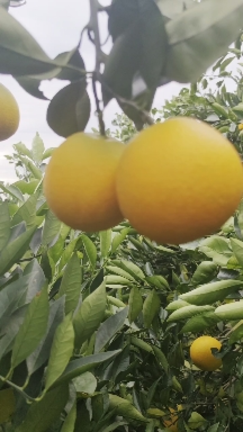 【冰糖橙】湖南麻阳基地直供质量保证货源充足全国发货