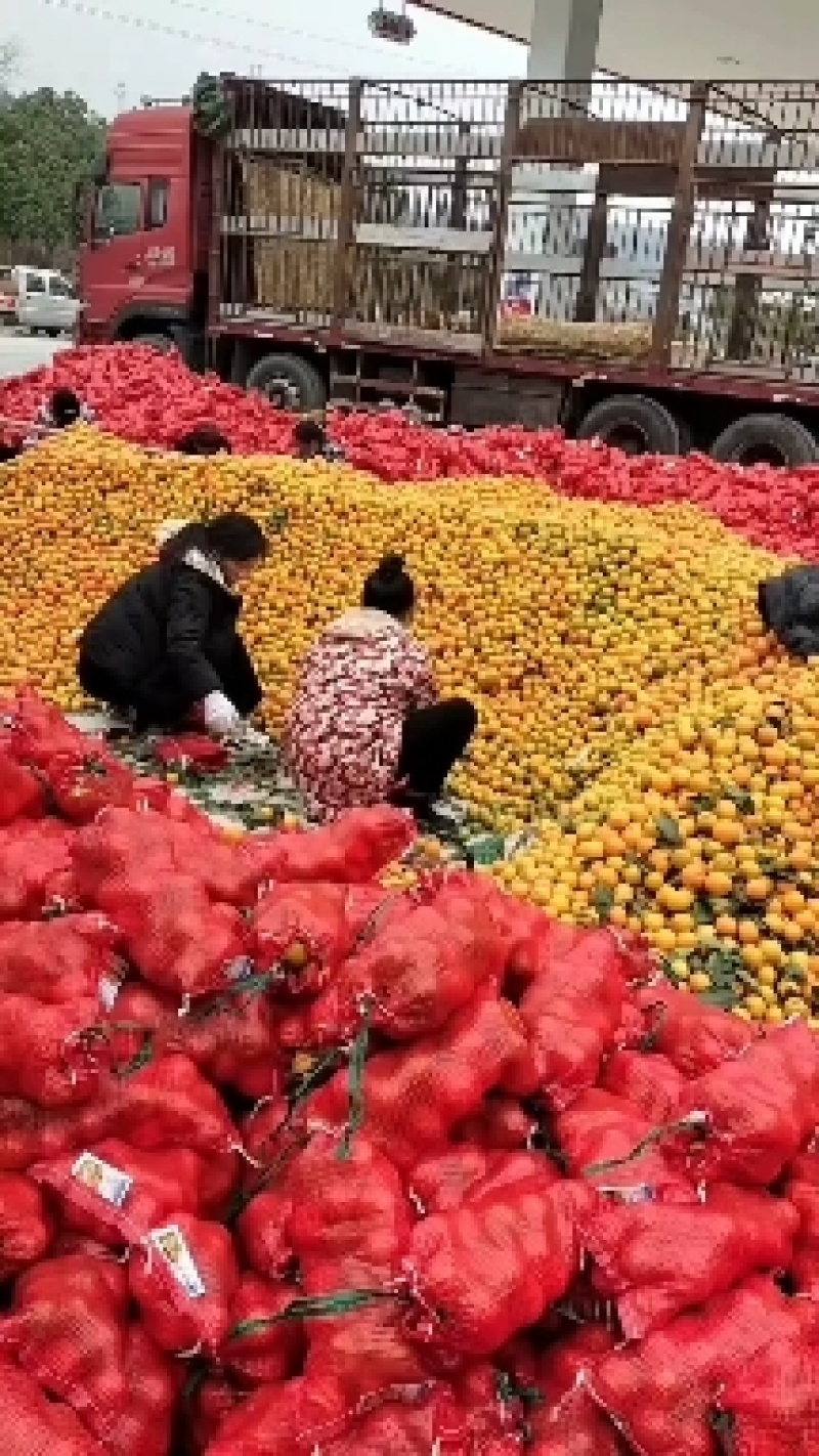 【冰糖橙】湖南麻阳基地直供质量保证货源充足全国发货