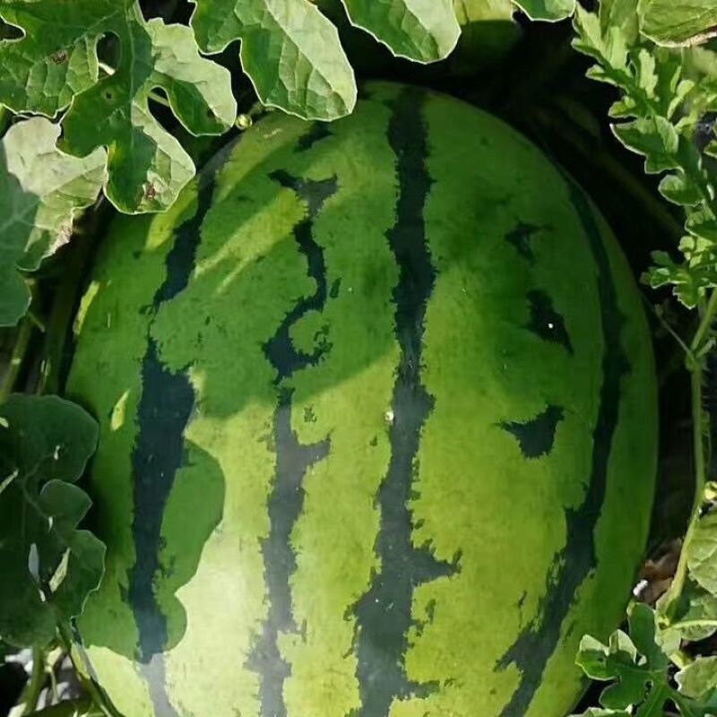 双抗早甜王种子早熟易坐果耐重茬大红瓤品质佳西瓜种籽大棚瓜