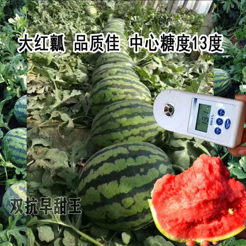 双抗早甜王种子早熟易坐果耐重茬大红瓤品质佳西瓜种籽大棚瓜