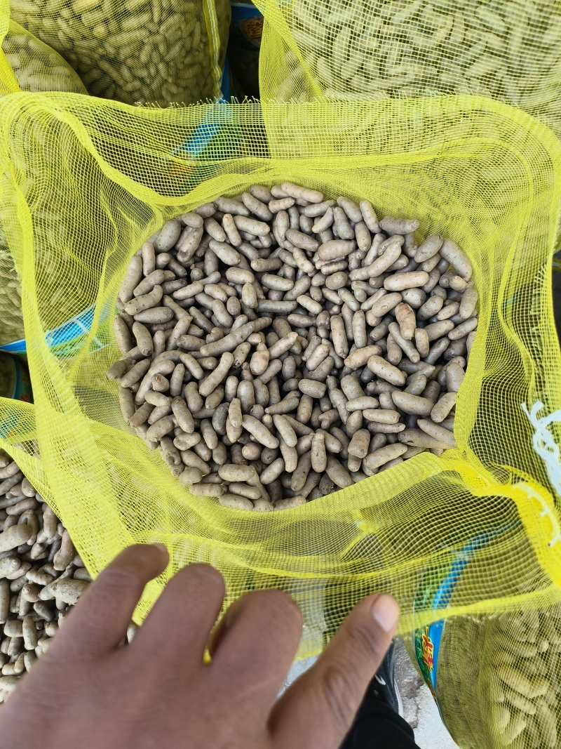 小白嘴山药豆，长山药豆可以炒也可以串的批发零售欢迎订购
