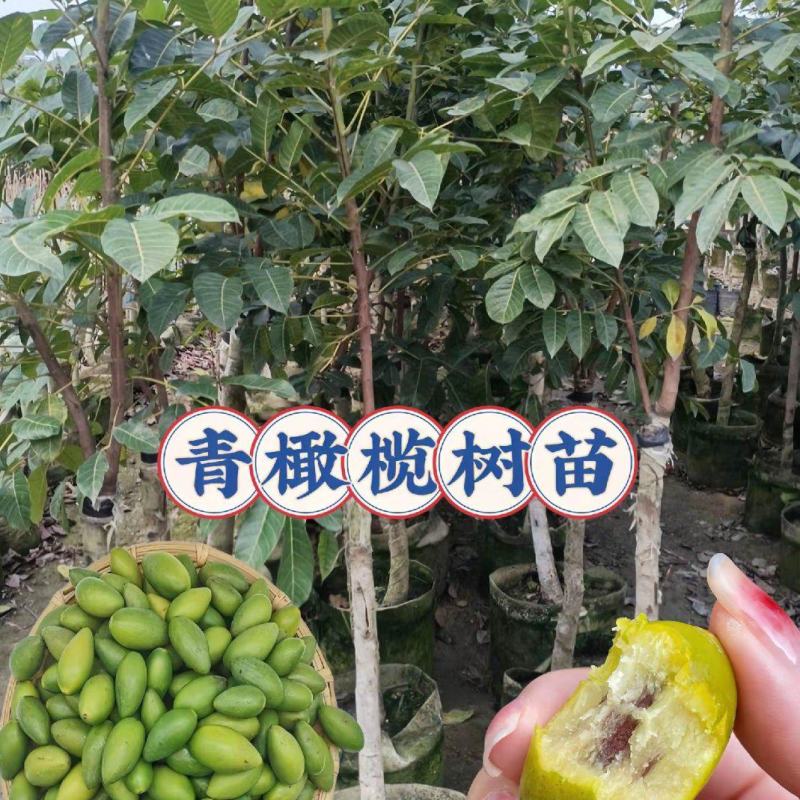 水果甜青橄榄苗黄橄榄苗，嫁接苗，口感清甜脆，甘甜可口