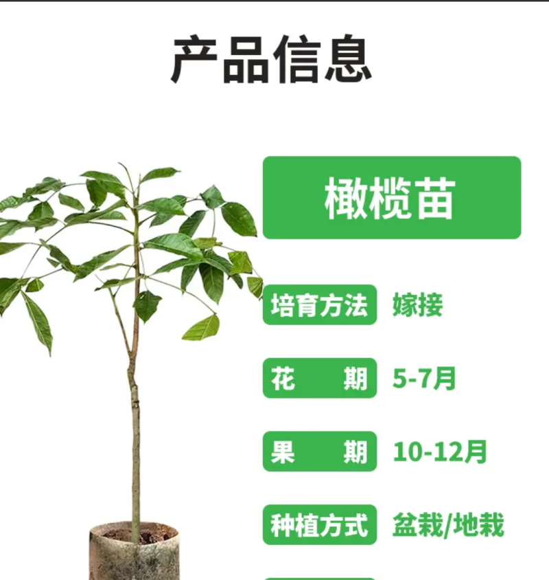 水果甜青橄榄苗黄橄榄苗，嫁接苗，口感清甜脆，甘甜可口