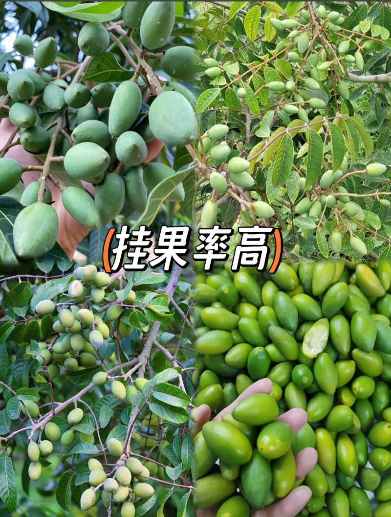 水果甜青橄榄苗黄橄榄苗，嫁接苗，口感清甜脆，甘甜可口