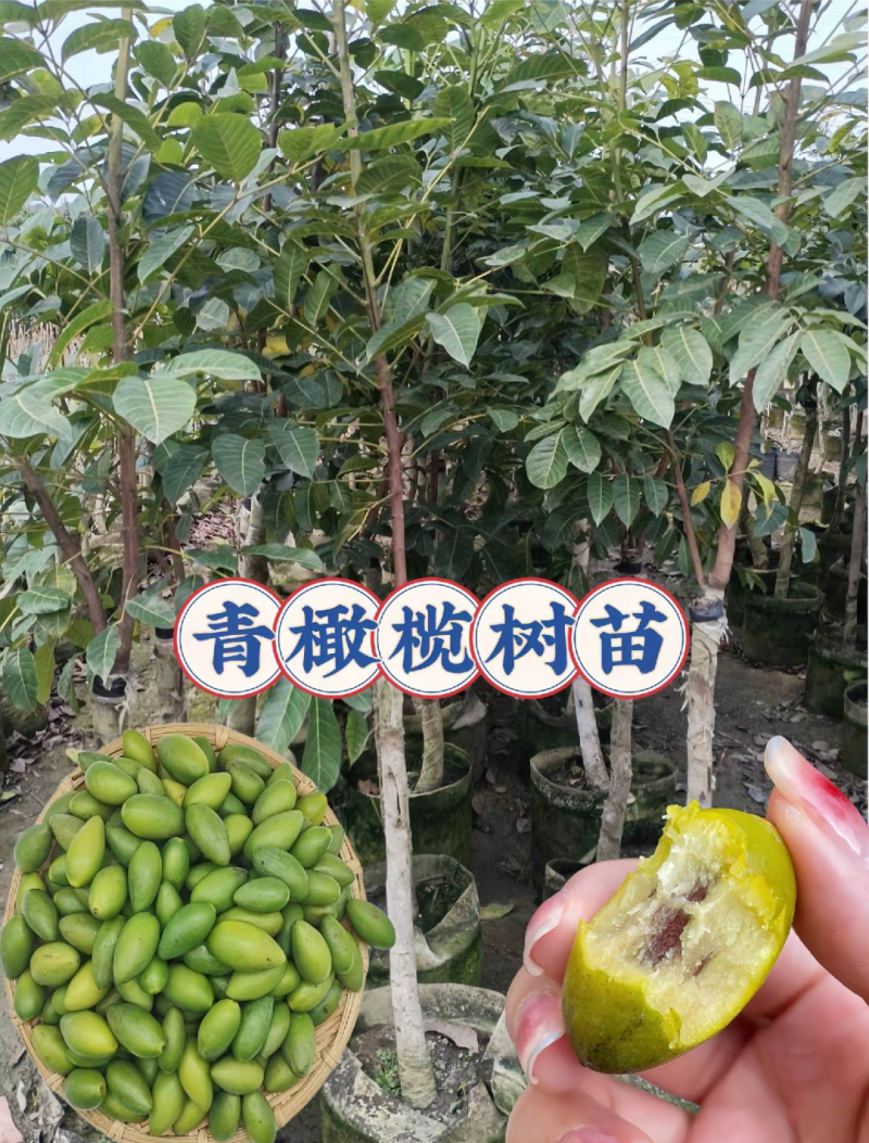 水果甜青橄榄苗黄橄榄苗，嫁接苗，口感清甜脆，甘甜可口