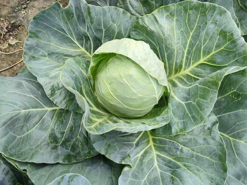 牛心型嫩包菜特写