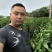 沃柑苗【柑桔苗】沃柑现挖现发提供技术欢迎咨询